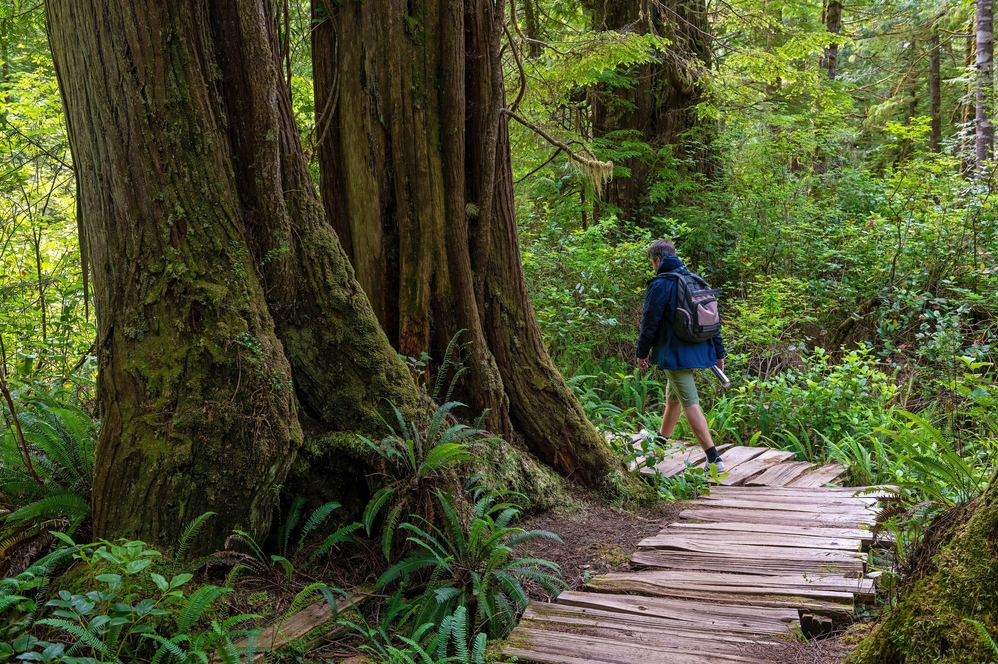 double bay tree trail
