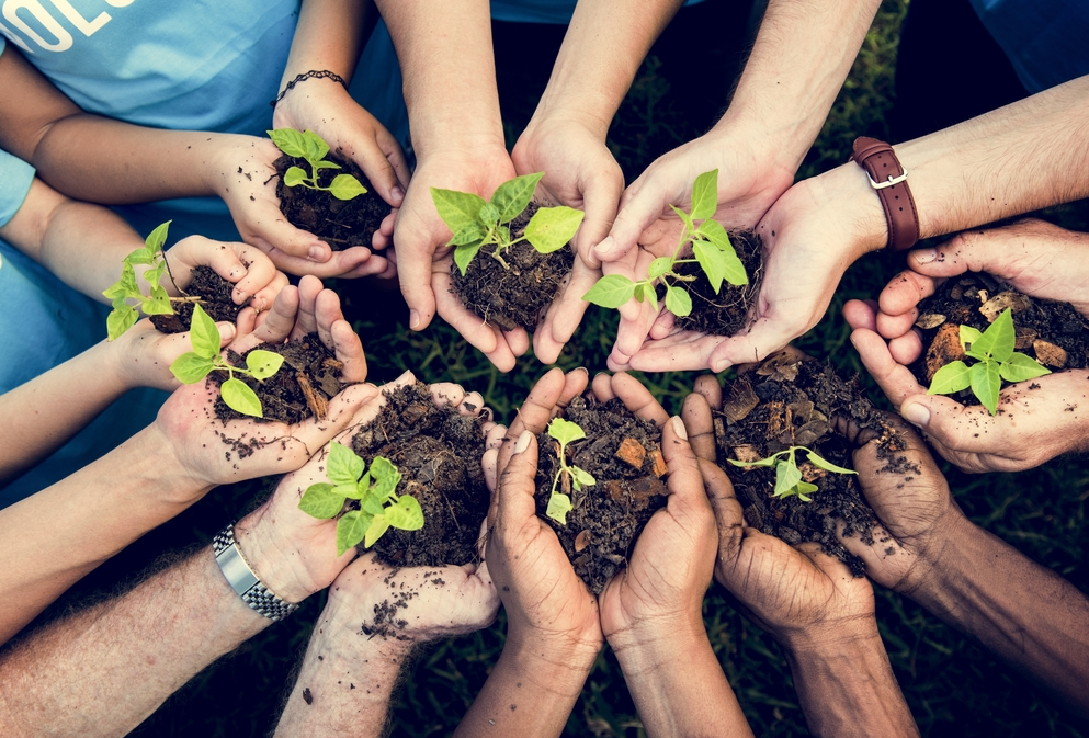 importance of preserving and appreciating trees