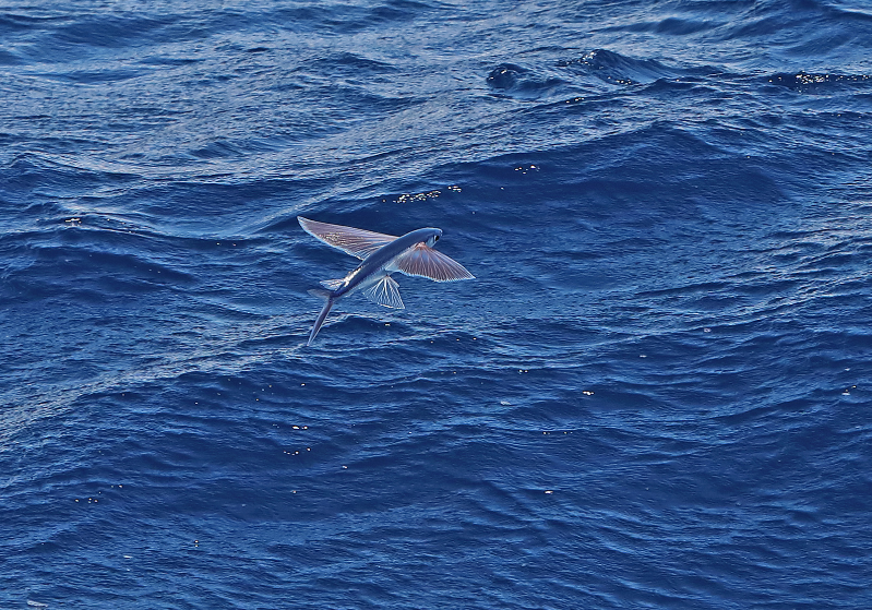 flying fish