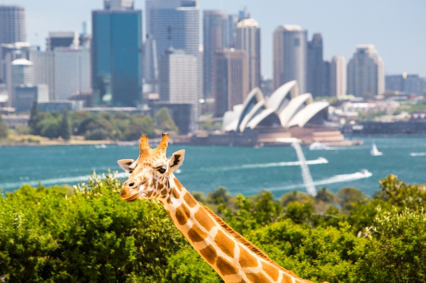 Giraffe in Taronga Zoo with Sydney Opera House in the background