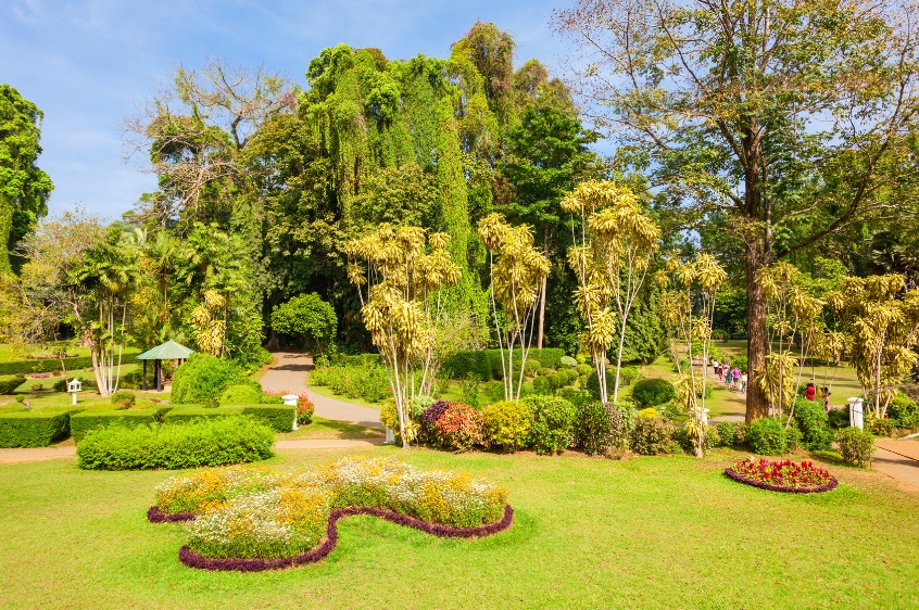 botanic garden with plants and trees